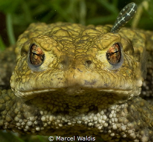 Kiss Me by Marcel Waldis 
